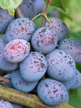 Pflaumenbaum Haganta - Wurzelnackte Pflanze