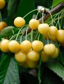 Süßkirsche Drogana Gelbe - Wurzelnackte Pflanze