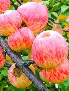 Apfelbaum Grafsztynek - Wurzelnackte Pflanze