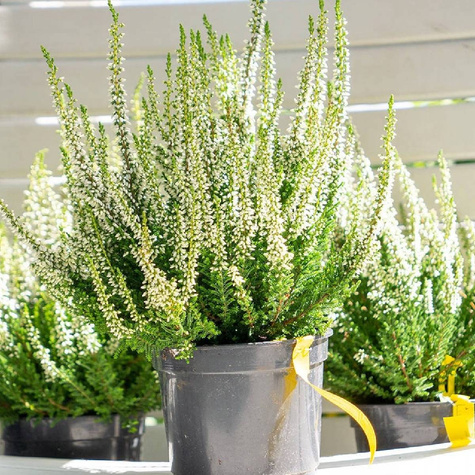 Wrzos pospolity biały kwiat zielone liście sadzonki 