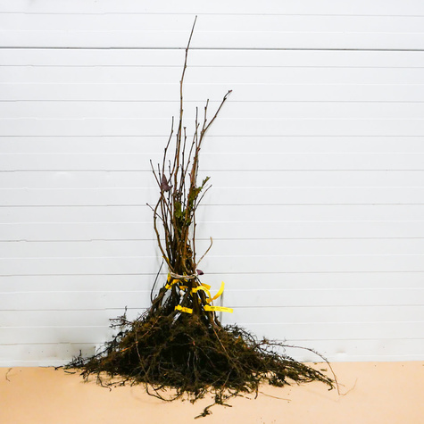 Haselnussbaum Joanna - Wurzelnackte Pflanze