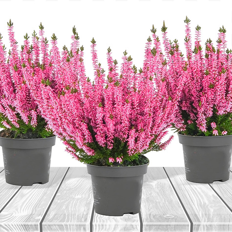 3x Heide hellrosa knospenblühend – Pflanzenset