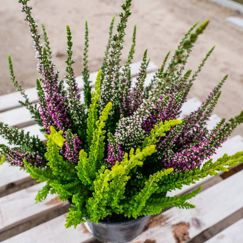 3x Knospenheide Tricolor Trio Mix – Pflanzenset