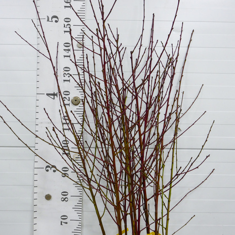 Pfirsichbaum Harnaś - Wurzelnackte Pflanze