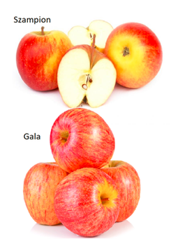 Duo Apfelbaum Szampion + Gala - Wurzelnackte Pflanze