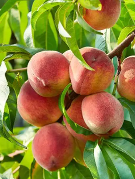 Säulenpfirsich Honey – Zwergform - Wurzelnackte Pflanze