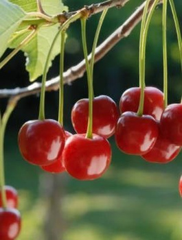 Sauerkirsche Sabina -  - Wurzelnackte Pflanze