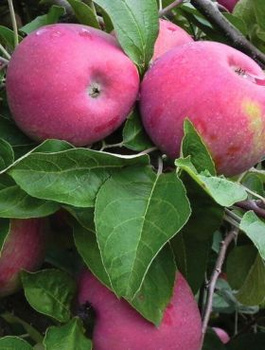 Apfelbaum Red Cortland - Wurzelnackte Pflanze