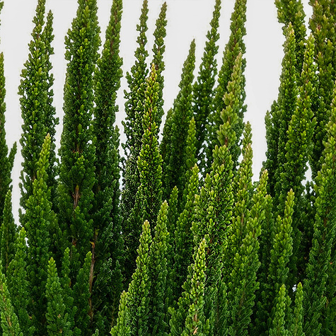 Heide Skyline Stockholm grün – Setzlinge
