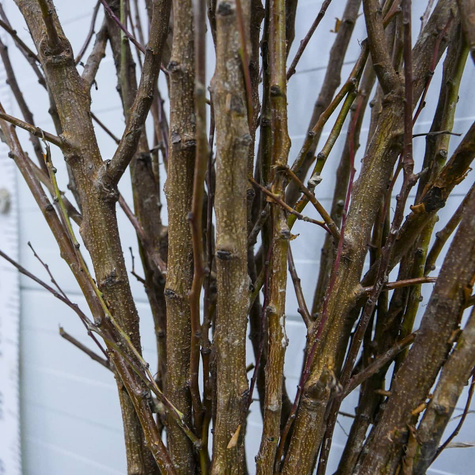 Afrikosenbaum Früh aus Morden - Wurzelnackte Pflanze