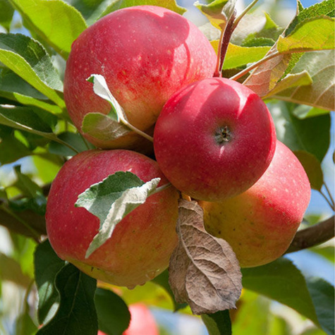 Apfelbaume typu Gala Must Obstbaum Apfel 80cm / 140cm