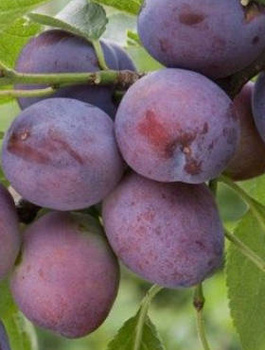 Pflaumenbaum Herman - Wurzelnackte Pflanze