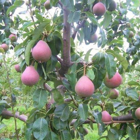 Birnenbaum Radana - Wurzelnackte Pflanze
