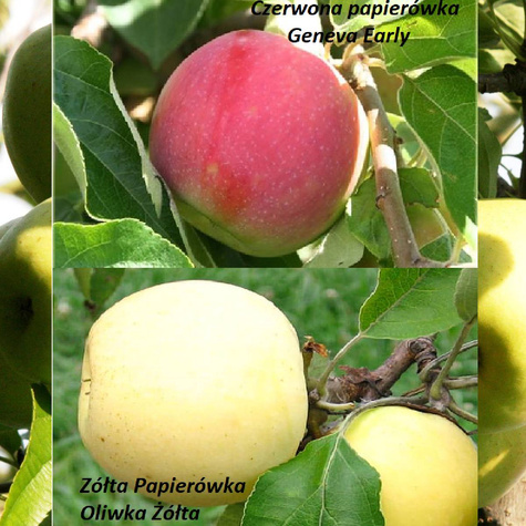 Duo-Apfelbaum Rote und Gelbe Klarapfel - Wurzelnackte Pflanze