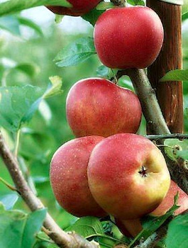 Apfelbaum Cesarz Wilhelm - Wurzelnackte Pflanze