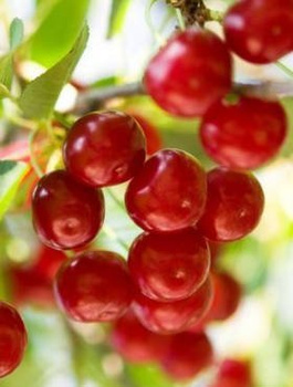 Sauerkirsche ‘Pandy 103' - Wurzelnackte Pflanze