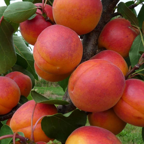 Aprikosenbaum Early Blush Obstbaum Aprikose 80cm / 140cm