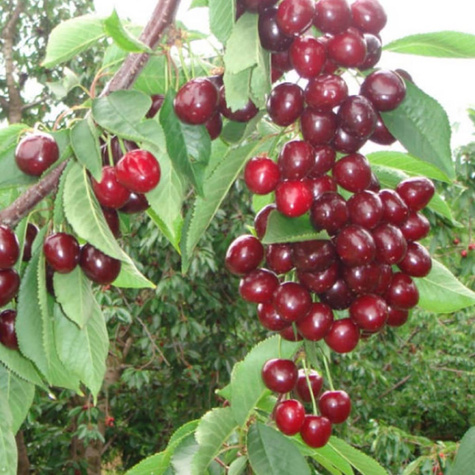 Süßkirsche Summit - Wurzelnackte Pflanze