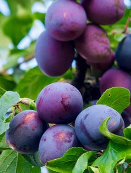 Pflaumenbaum President - Wurzelnackte Pflanze