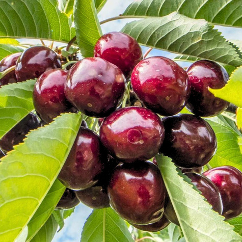 Süßkirsche Sam Zwergform - Wurzelnackte Pflanze 