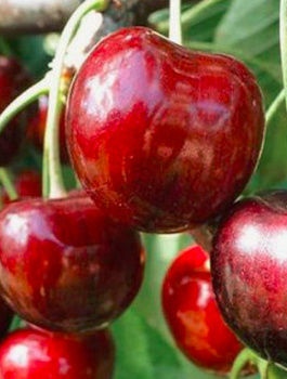 Süßkirsche ‘Irena’ - Wurzelnackte Pflanze