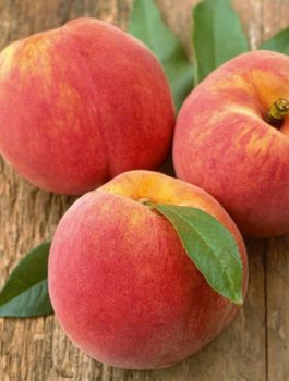 Pfirsichbaum Suncrest  - Wurzelnackte Pflanze