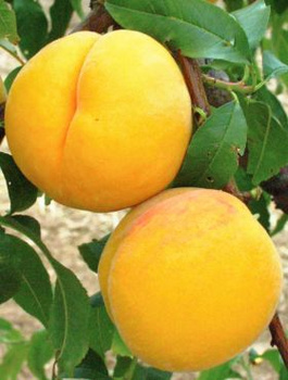 Pfirsichbaum Katherina - Wurzelnackte Pflanze