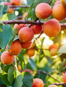 Aprikosenbaum Harcot - Wurzelnackte Pflanze