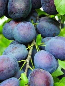 Pflaumenbaum Taste - Wurzelnackte Pflanze