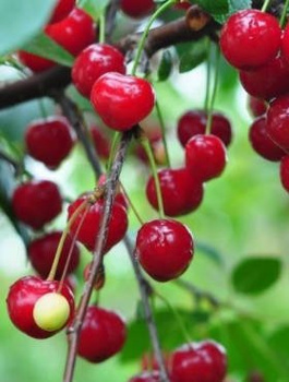 Sauerkirsche Northstar - Wurzelnackte Pflanze