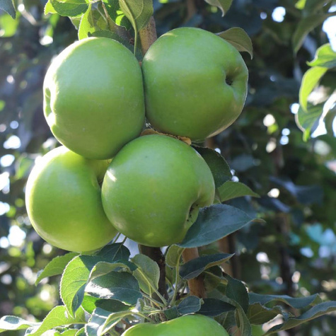 Apfelbaume Säulenobst Green Cats Obstbaum Apfel 120 cm / 160 cm