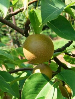 Nashi-Birne Early Shu - Wurzelnackte Pflanze