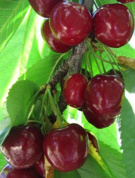 Süßkirsche Van - Wurzelnackte Pflanze