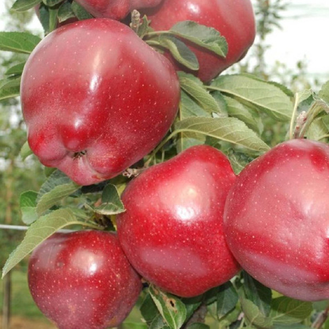 Apfelbaume typu Red Chief Camspur Obstbaum Apfel 80cm / 140cm