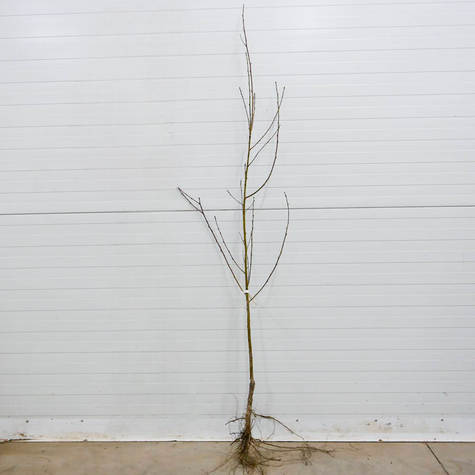 Nektarine Fantasia - Wurzelnackte Pflanze