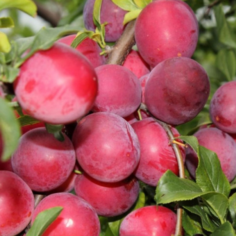 Pflaumenbaum Japanisch Kometa Obstbaum Pflaume 80cm / 140cm