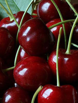 Süßkirsche Rivan - Wurzelnackte Pflanze