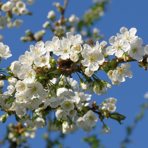 Säulenkirsche Maria Weiß Obstbaum Süßkirschen 80cm / 140cm