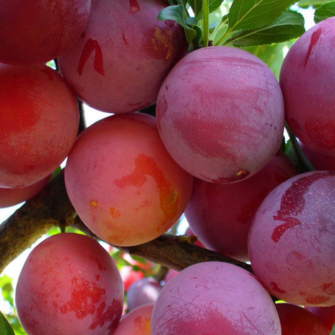 Renklode Althana - Wurzelnackte Pflanze