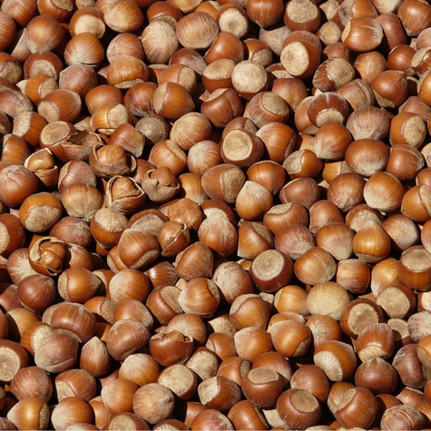 Haselnussbaum Webba Cenny - Wurzelnackte Pflanze