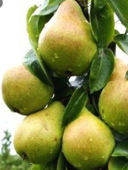 Birnenbaum Komisówka - Wurzelnackte Pflanze