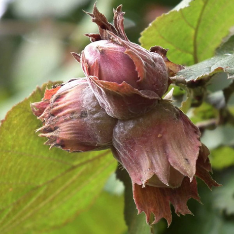 Haselnuss Lamberta rot Obstbaum Haselnuss 80cm / 140cm