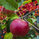 Apfelbaume Duo Mypole Balerina + Golden Delicious Obstbaum Apfel 120 cm / 160 cm