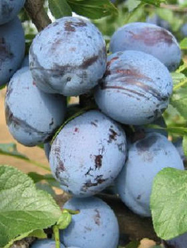 Pflaume Cacanska Lepotica – wurzelnackte Jungpflanzen