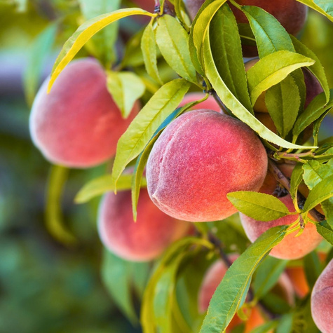 Pfirsichbaum Dixired - Wurzelnackte Pflanze