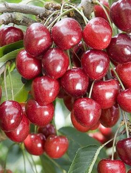 Süßkirsche Techlovan - Wurzelnackte Pflanze