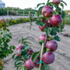 Apfelbaum Marisa mit rotem Fruchtfleisch - Wurzelnackte Pflanze