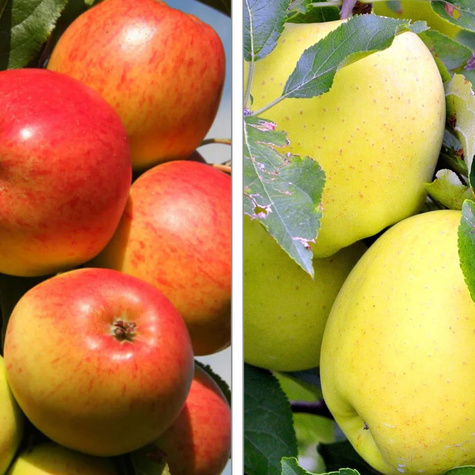 Apfelbaume Duo Antonowka + Koksa orange Obstbaum Apfel 120 cm / 160 cm