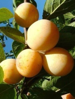 Pflaumenbaum Reklode Ulena - - Wurzelnackte Pflanze