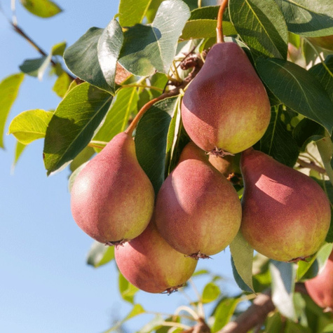 Säulen-Birnenbaum Obelisk - Wurzelnackte Pflanze